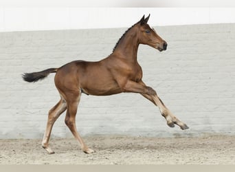 KWPN, Mare, Foal (05/2025)