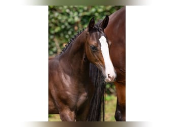 KWPN, Mare, Foal (03/2025)