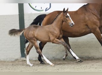 KWPN, Mare, Foal (05/2025)