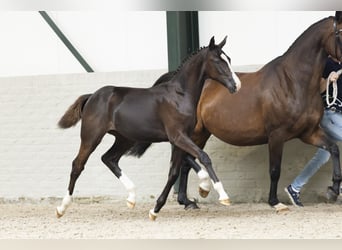 KWPN, Mare, Foal (03/2025)
