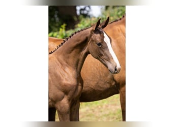 KWPN, Mare, Foal (03/2025)