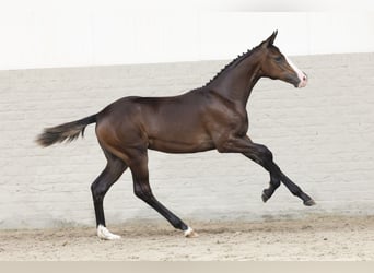 KWPN, Mare, Foal (03/2025)