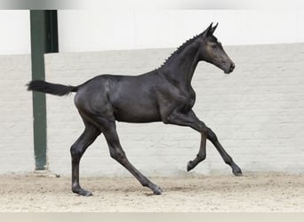KWPN, Mare, Foal (04/2025)