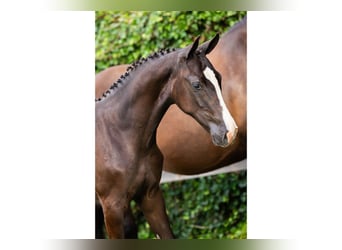 KWPN, Mare, Foal (03/2025)