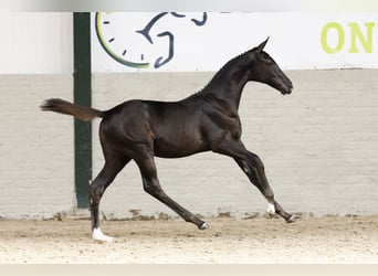 KWPN, Mare, Foal (05/2025)