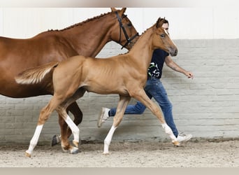 KWPN, Mare, Foal (04/2025)