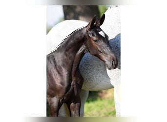 KWPN, Mare, Foal (05/2025)