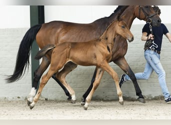 KWPN, Mare, Foal (07/2025)