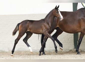 KWPN, Mare, Foal (03/2025)