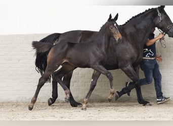 KWPN, Mare, Foal (04/2025)