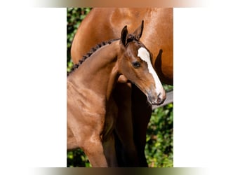 KWPN, Mare, Foal (05/2025)