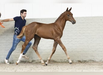 KWPN, Mare, Foal (05/2025)