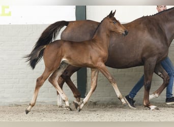 KWPN, Mare, Foal (05/2025)