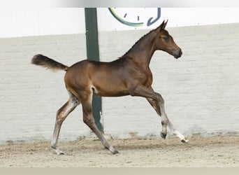 KWPN, Mare, Foal (06/2025)