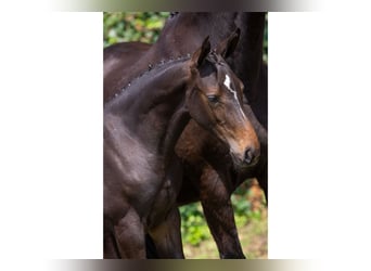 KWPN, Mare, Foal (04/2025)