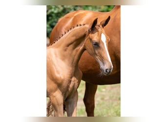 KWPN, Mare, Foal (04/2025)