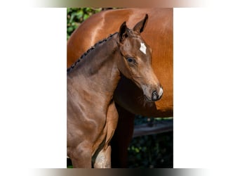 KWPN, Mare, Foal (06/2025)