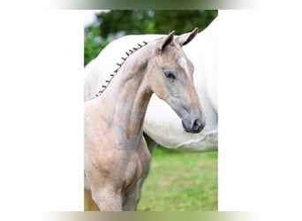KWPN, Mare, Foal (06/2025)