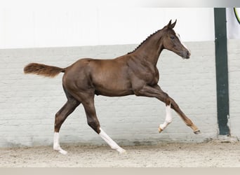 KWPN, Mare, Foal (03/2025)