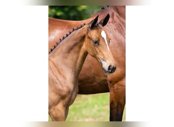 KWPN, Mare, Foal (05/2025)