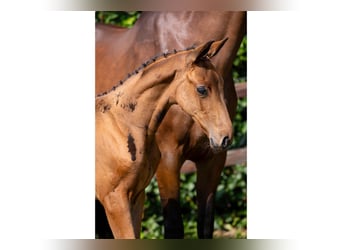 KWPN, Mare, Foal (07/2025)