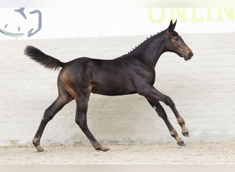 KWPN, Mare, Foal (04/2025)