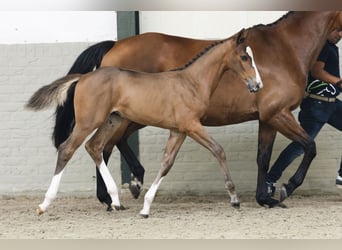 KWPN, Mare, Foal (05/2025)