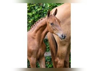 KWPN, Mare, Foal (05/2025)