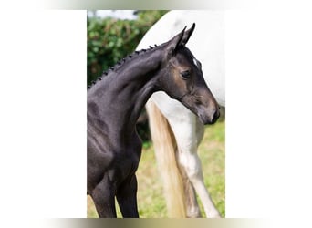 KWPN, Mare, Foal (04/2025)