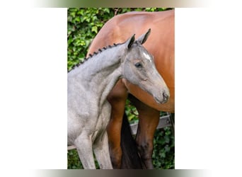 KWPN, Mare, Foal (05/2025)