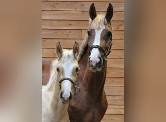 KWPN, Mare, Foal (05/2025)