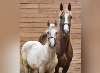 KWPN, Mare, Foal (05/2025)