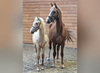 KWPN, Mare, Foal (05/2025)