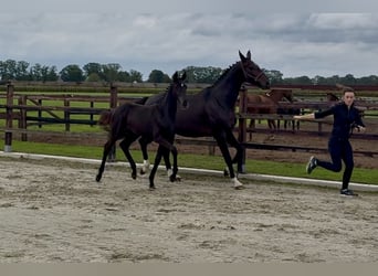 KWPN, Mare, Foal (05/2026), Smoky-Black