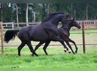 KWPN, Mare, Foal (04/2024), Smoky-Black