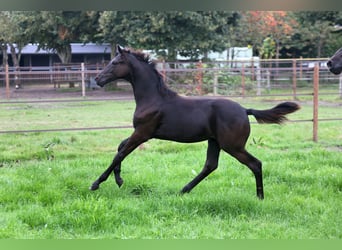 KWPN, Mare, Foal (04/2024), Smoky-Black