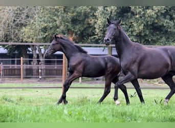 KWPN, Mare, Foal (04/2024), Smoky-Black