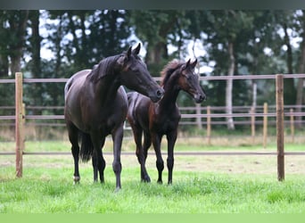 KWPN, Mare, Foal (04/2024), Smoky-Black