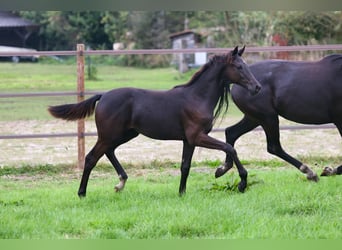 KWPN, Mare, Foal (04/2024), Smoky-Black