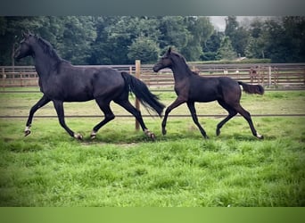 KWPN, Mare, Foal (04/2024), Smoky-Black