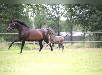 KWPN, Mare, Foal (06/2024), Smoky-Black