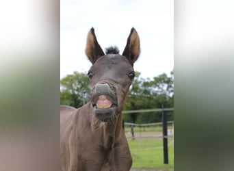 KWPN, Mare, Foal (06/2024), Smoky-Black