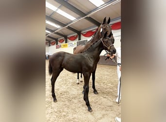 KWPN, Mare, Foal (04/2025), Smoky-Black