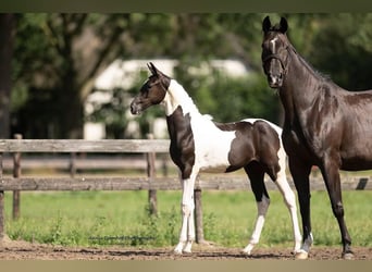 KWPN, Mare, Foal (01/2025), Tobiano-all-colors