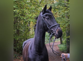 KWPN, Merrie, 10 Jaar, 158 cm, Zwartbruin