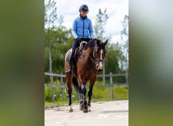 KWPN, Merrie, 10 Jaar, 160 cm, Bruin