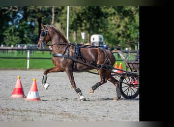 KWPN, Merrie, 10 Jaar, 160 cm, Vos