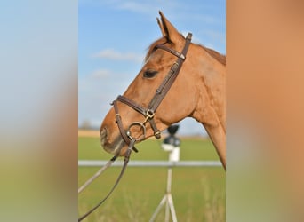 KWPN, Merrie, 10 Jaar, 162 cm, Vos