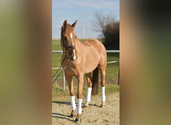 KWPN, Merrie, 10 Jaar, 162 cm, Vos