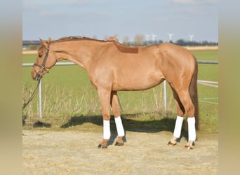 KWPN, Merrie, 10 Jaar, 162 cm, Vos